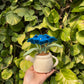 Forever Flowers Kettle Pot